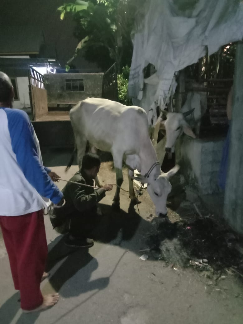 Polsek Binjai Timur Polres Binjai Ungkap kasus Pencurian Lembu