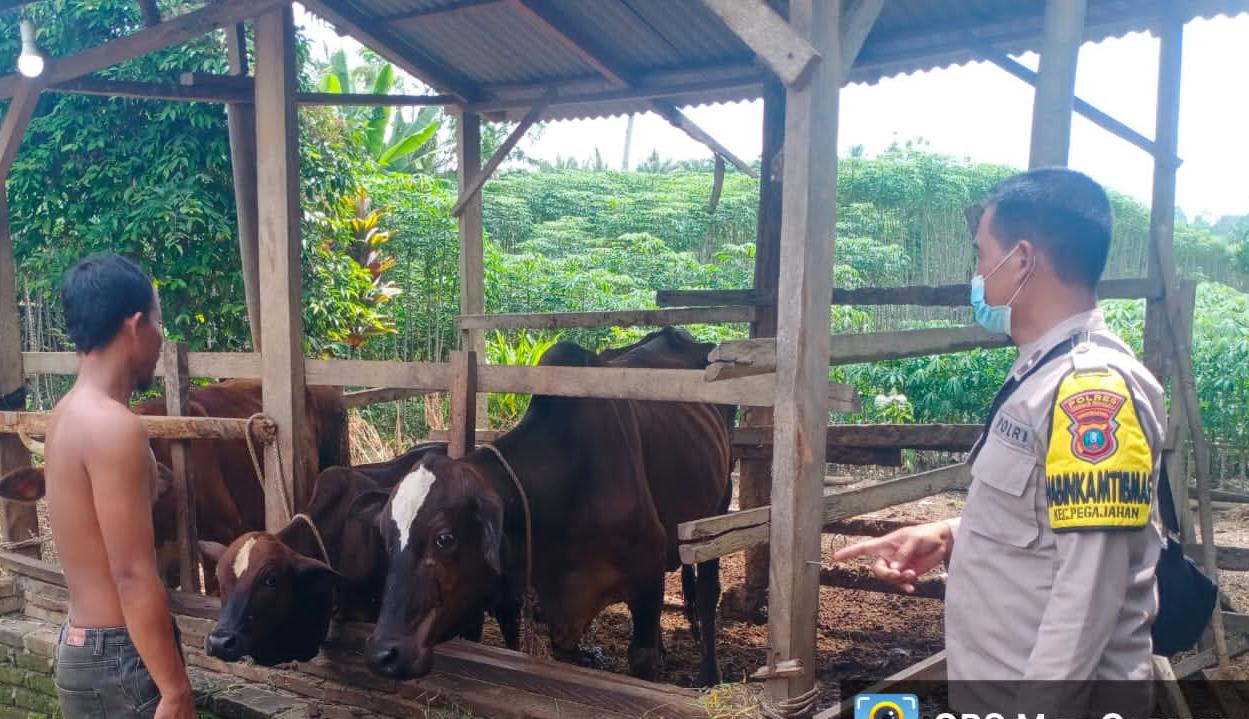 Cegah PMK, Bhabinkamtibmas Polsek Perbaungan Sambangi Peternak Sapi Desa Sukasari