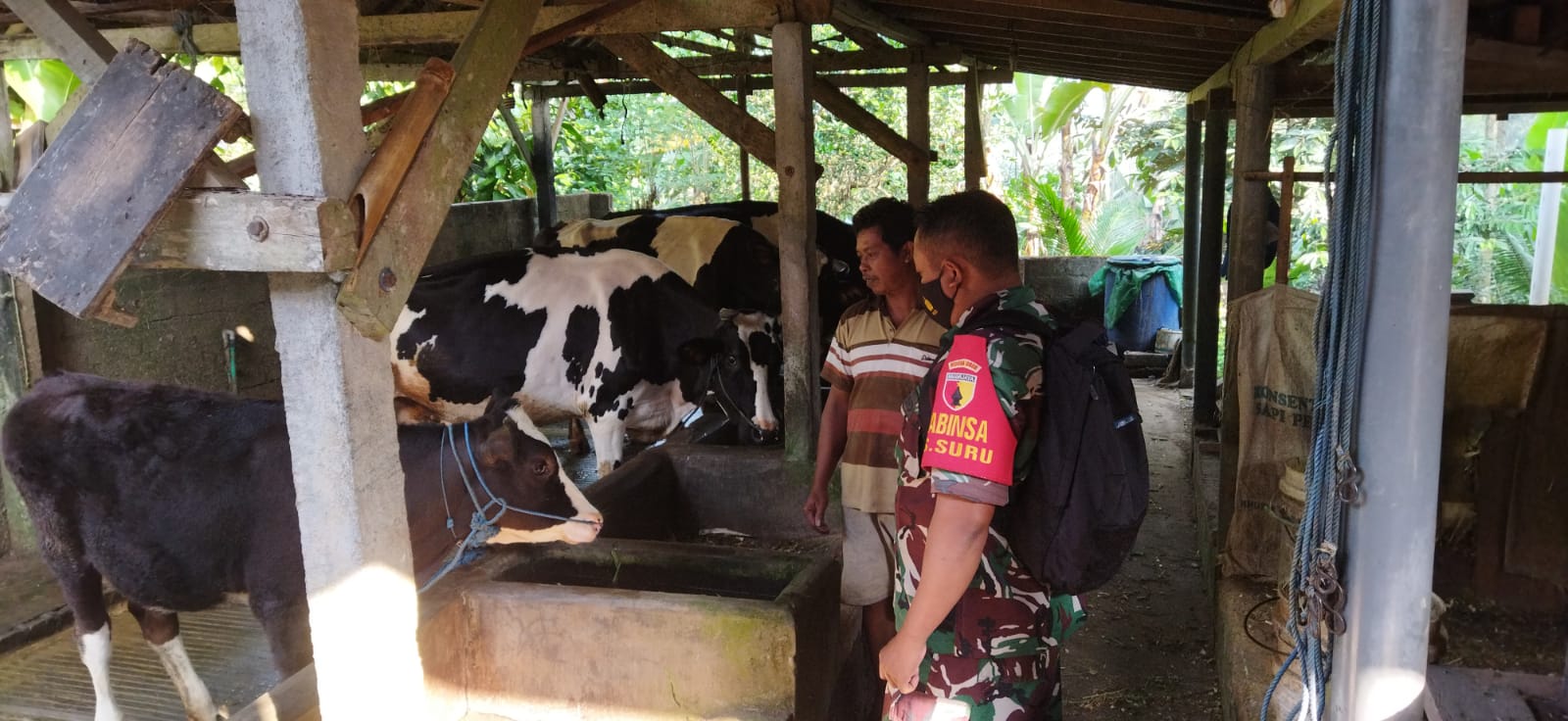 Cegah Penyebaran PMK, Babinsa Koramil Doko Cek Hewan Ternak Milik Warga Binaannya