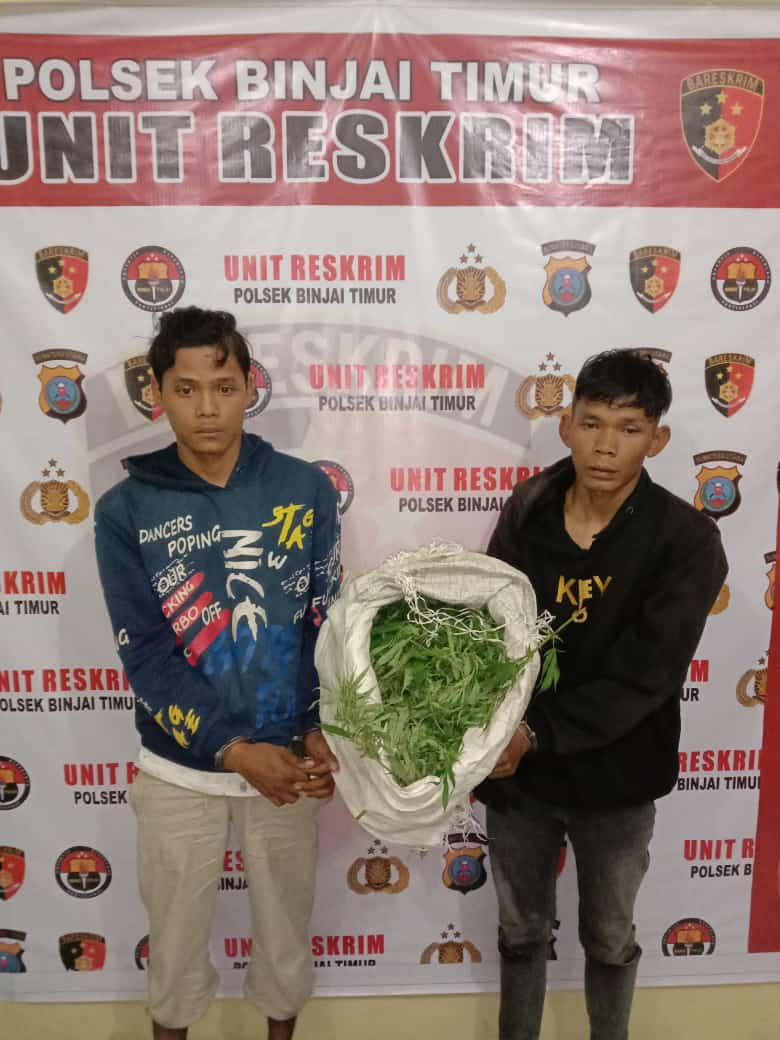 1 KILO GANJA DAN 2 TERDUGA DIAMANKAN POLSEK BINJAI TIMUR POLRES BINJAI
