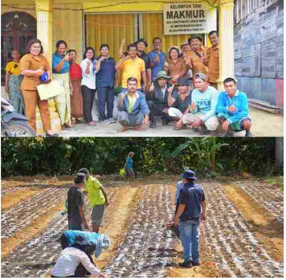 Tanam Perdana Bawang Merah Desa Jumantuang, Bantu Wujudkan Dairi Unggul dan Tekan Inflasi