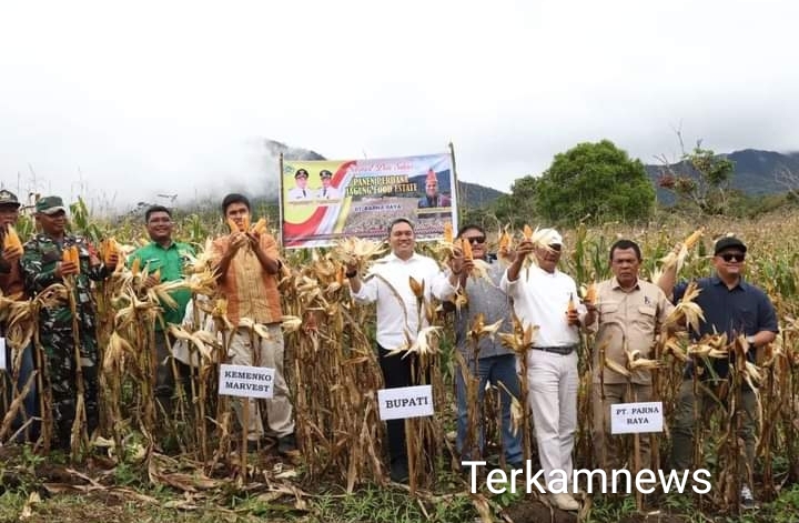 Bupati Pakpak Bharat FBT Bersama Masyarakat dan Offtaker Panen Perdana di Lahan Food Estate Ulumerah
