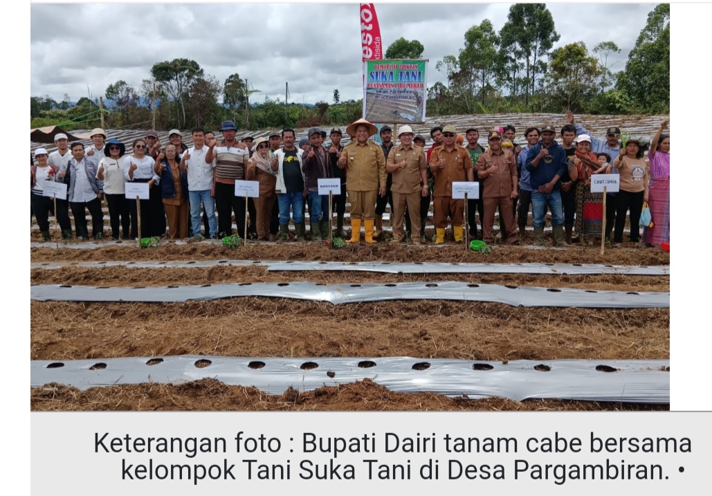 Bupati Dairi dan Dinas Pertanian Tanam Cabai Bersama dengan Kelompok Tani di Sumbul