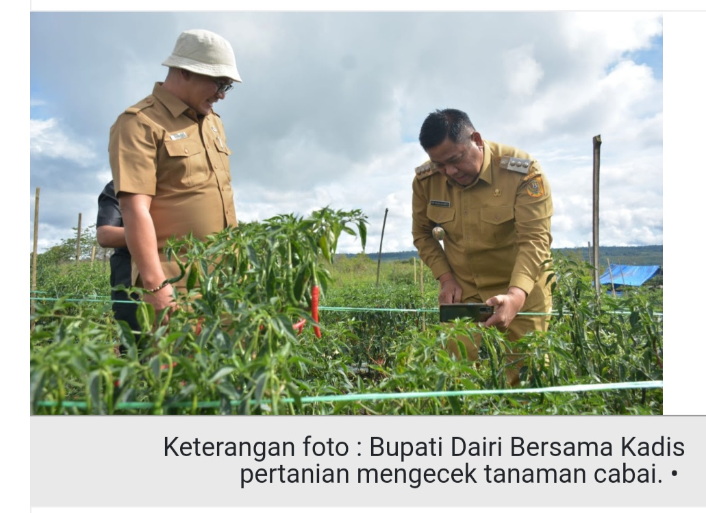 Kawasan Pertanian Terpadu di Perbulan V Dairi Sudah Panen Cabai 1,5 Ton