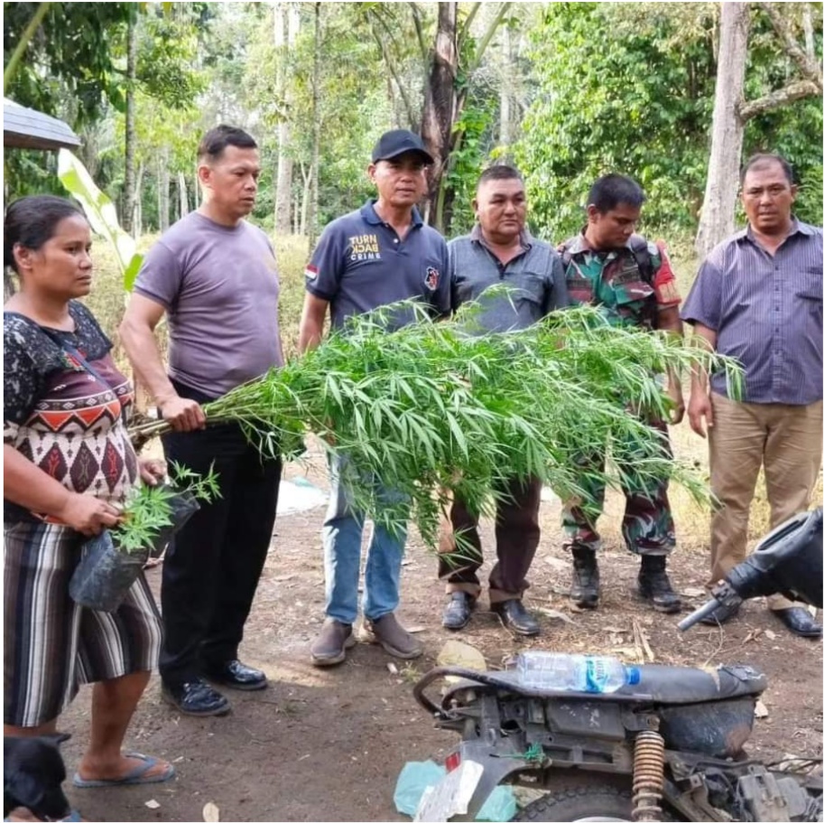 Sinergitas TNI-Polri, Babinsa Koramil 04/Tigalingga Bersama Polsek Tigalingga Berhasil Temukan Ladang Ganja