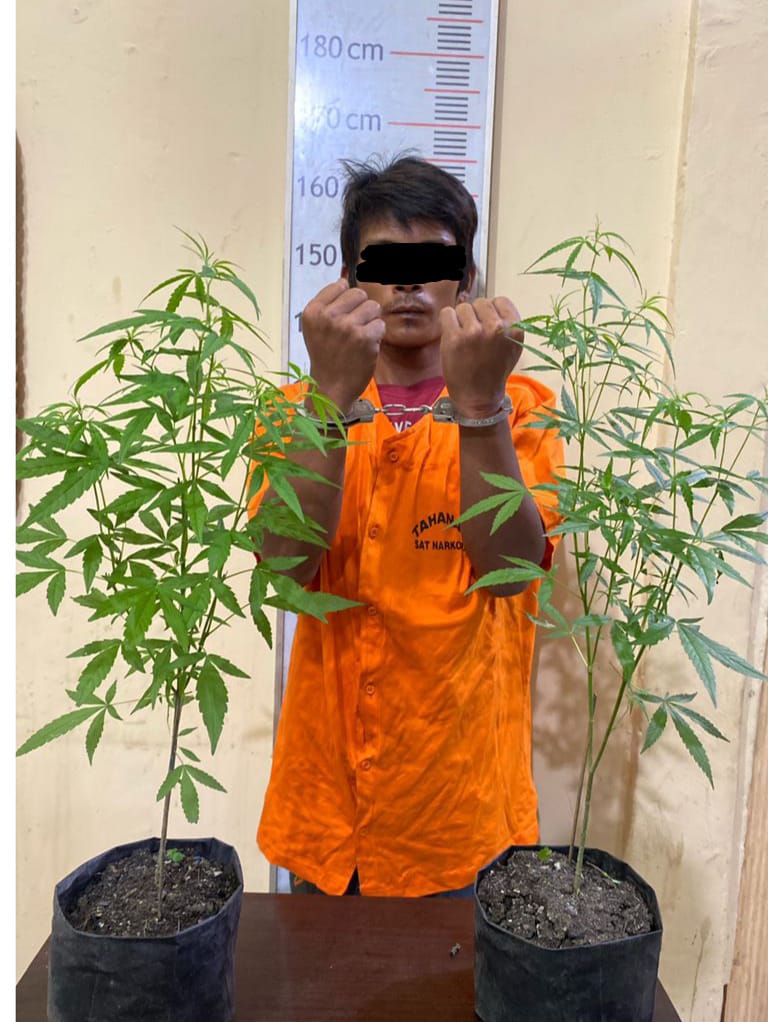 Sat Narkoba Polres Langkat Tangkap Pria Yang Coba Coba Menanam Ganja Dirumahnya