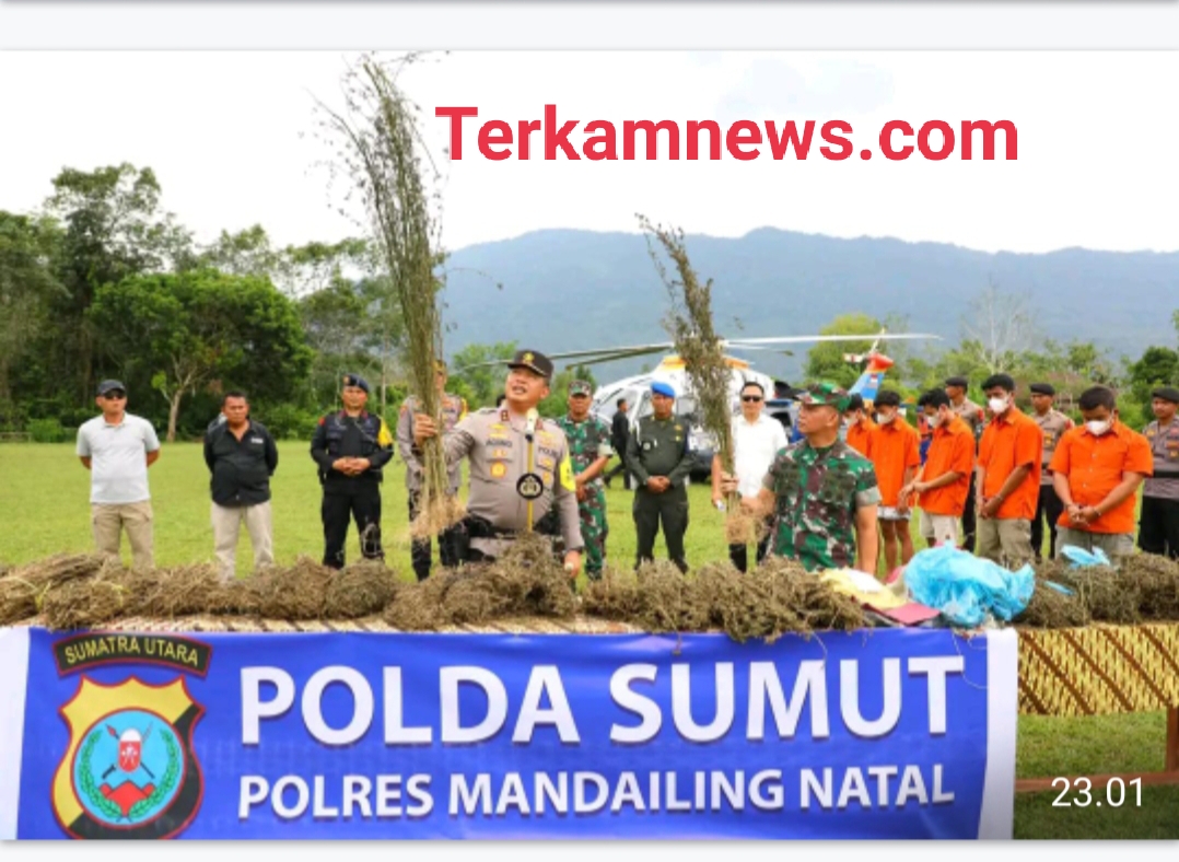 150 Hektare Pemburuan Ladang Ganja Oleh Polda Sumut