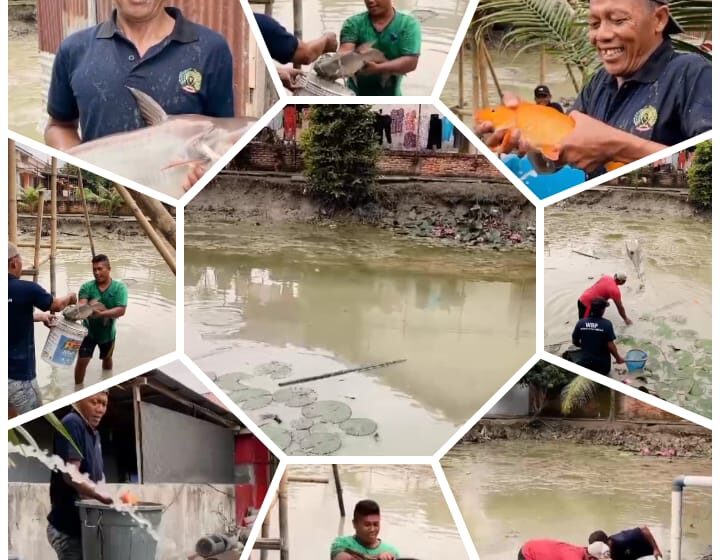 Warga Binaan Rutan Kelas I Medan Kumham Sumut Lakukan Panen Ikan Air Tawar Hasil Budidaya
