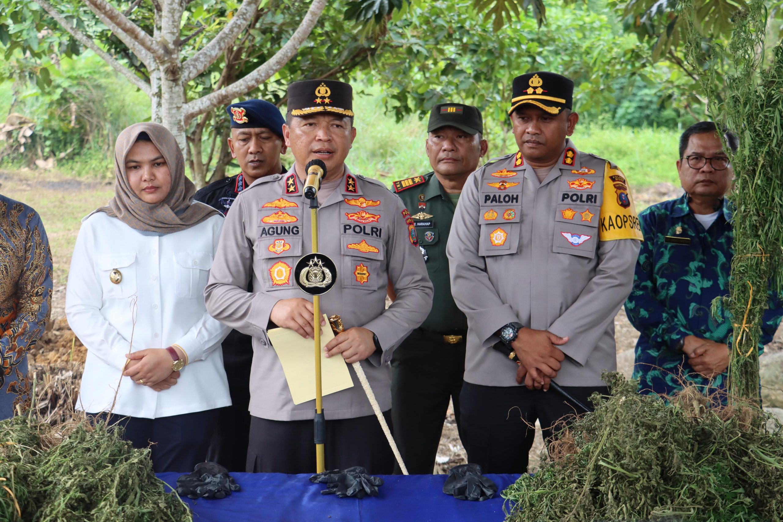 Dengan Teknologi, Polda Sumut Temukan Ladang Ganja Seluas 5 Hektar