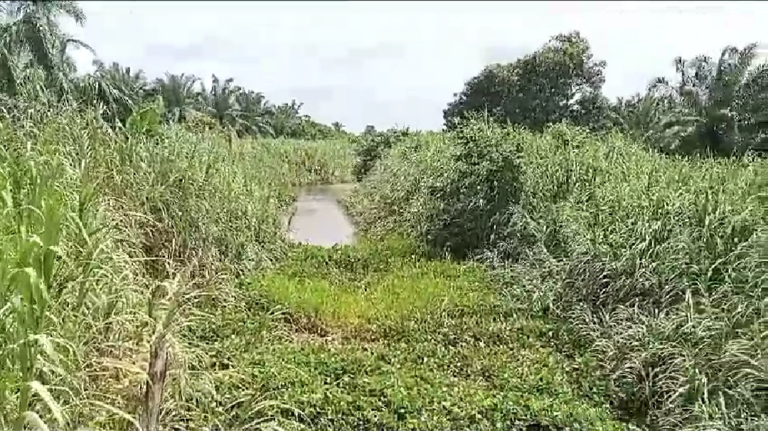 Johannes Sitepu Sebut PT.Maju Indo Raya Sudah Tanami Kelapa Sawit Di Daerah Aliran Sungai Sejak Tahun 2002 – 2005