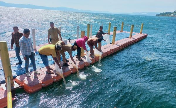 Pemkab Dairi Tabur Ratusan Ribu Benih Ikan di Danau Toba Silahisabungan