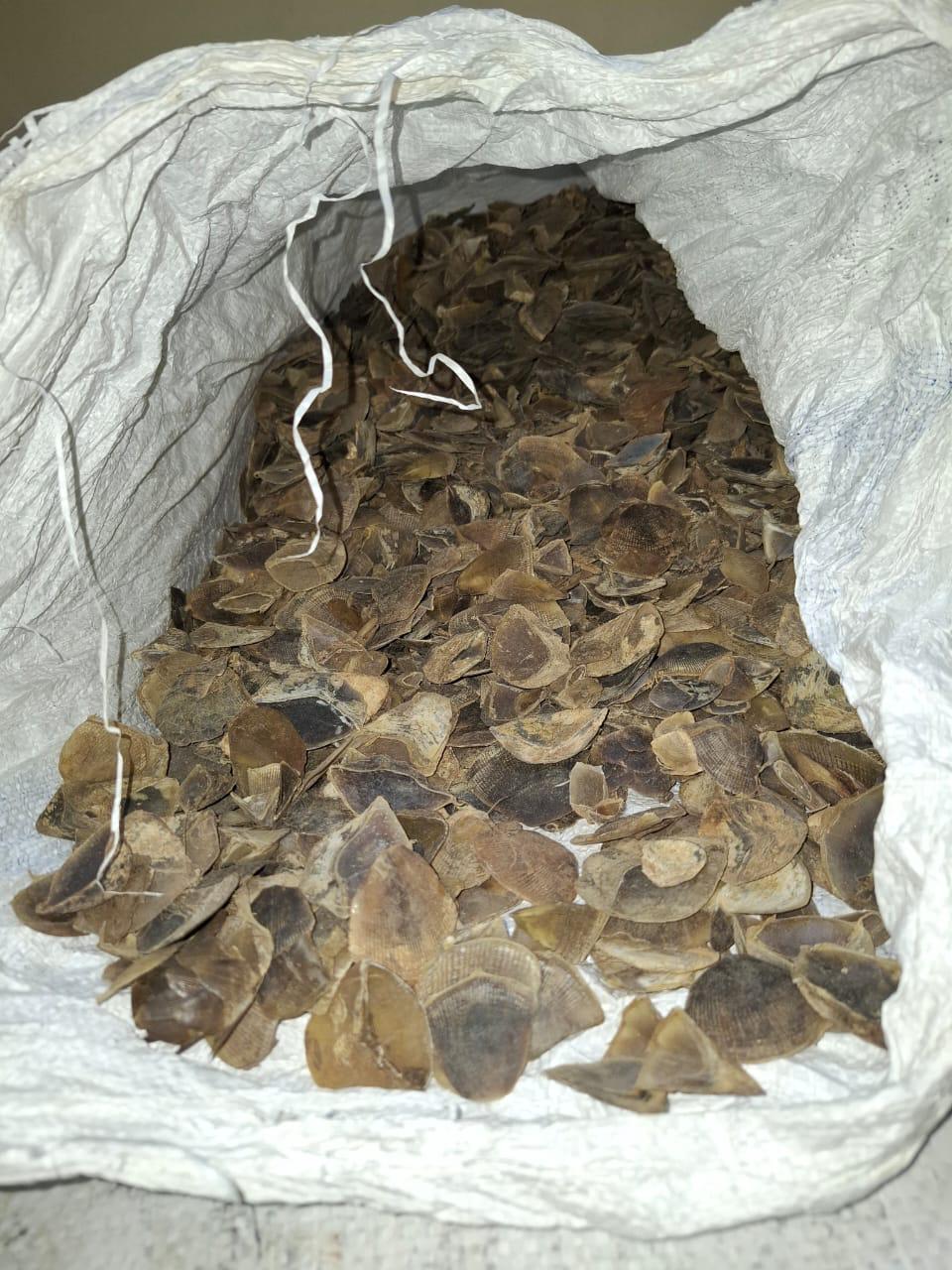 Polda Sumut Ungkap Jual Beli Satwa Dilindungi Sisik Trenggiling