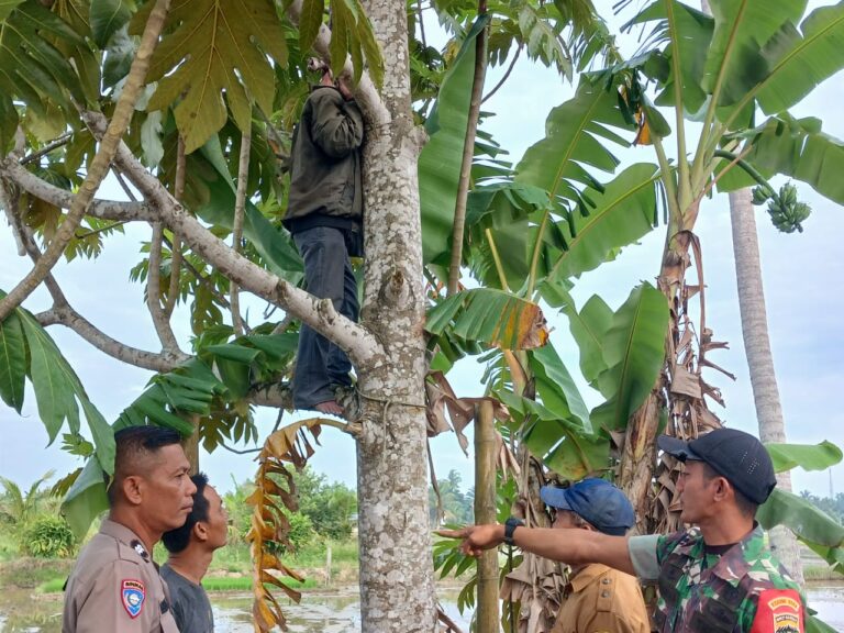 Personil Polsek Firdaus Polres Sergai Temukan dan Tangani Seorang Laki Laki Telah Meninggal Dunia Dalam Keadaan Tergantung Dipohon Sukun