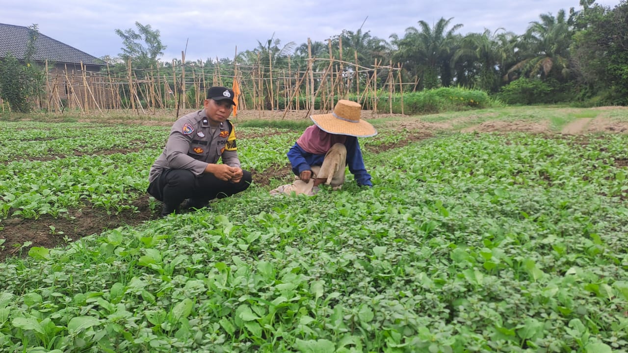 Dekat Dengan Petani, Bhabinkamtibmas Polsek Stabat Dorong Ketahanan Pangan di Desa Karang Rejo