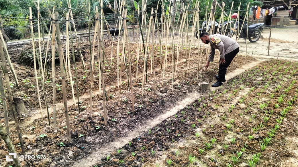 Dukung Ketahanan Pangan, Bhabinkamtibmas Polsek Stabat Sambangi Petani di Desa Sumber Mulio