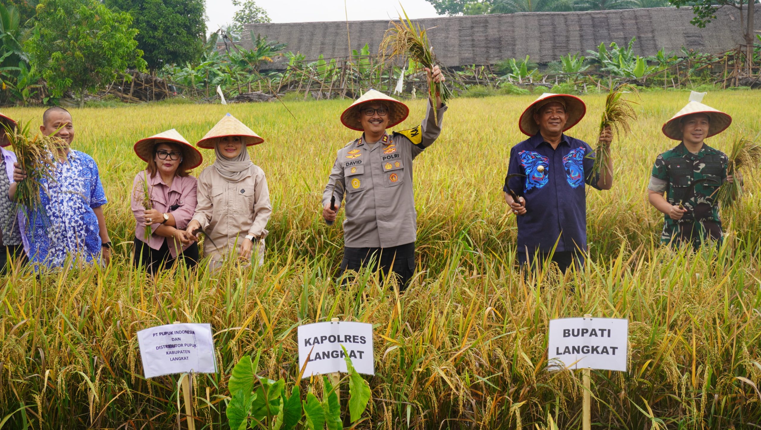 Kapolres Langkat Hadiri Panen Raya Padi di Kecamatan Hinai