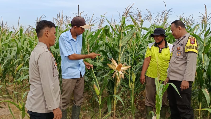 Dukung Ketahanan Pangan Pemerintah, Polsek Firdaus Pastikan Pertumbuhan Tanaman Jagung