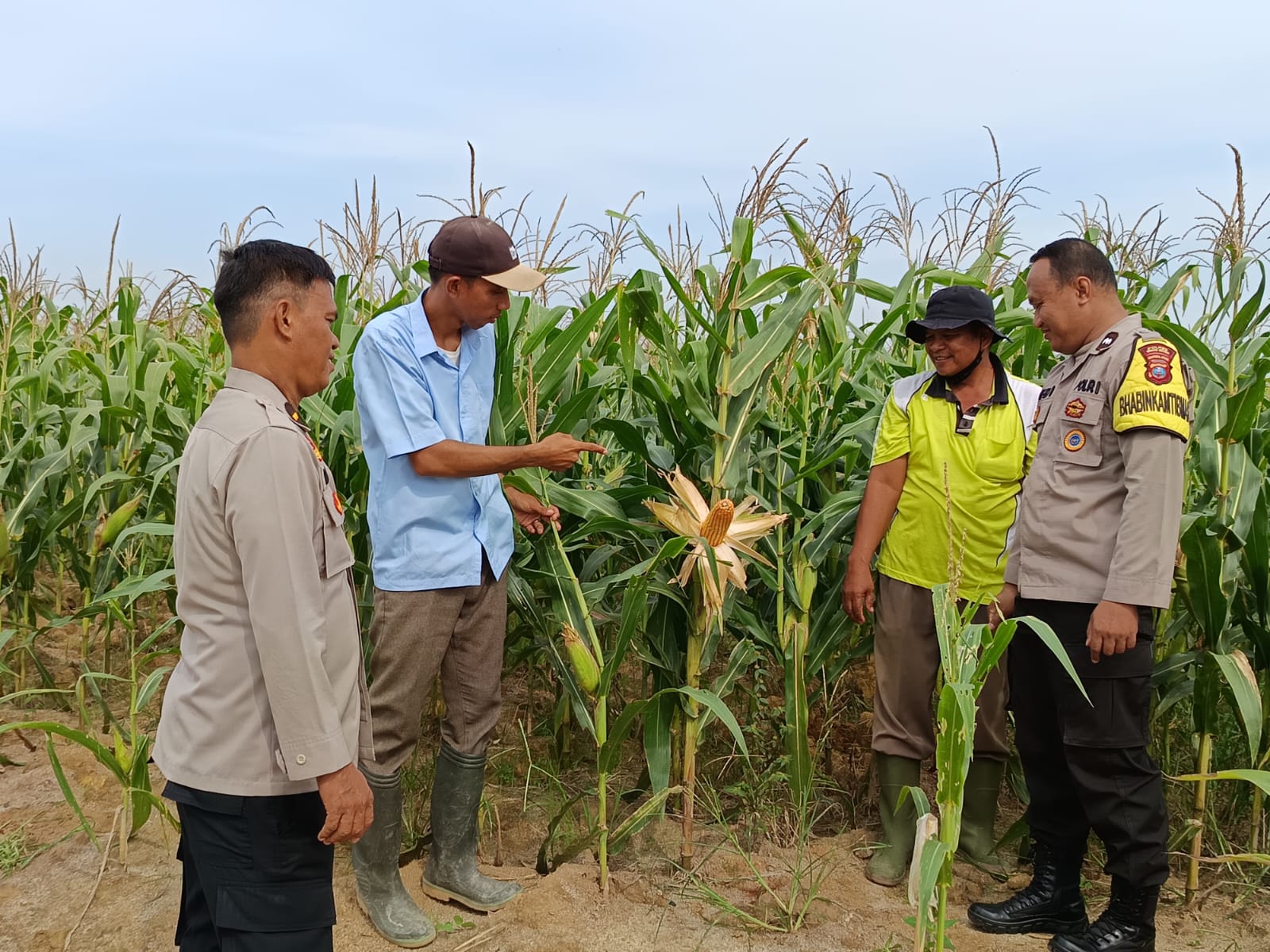 Dukung Ketahanan Pangan Pemerintah, Polsek Firdaus Pastikan Pertumbuhan Tanaman Jagung