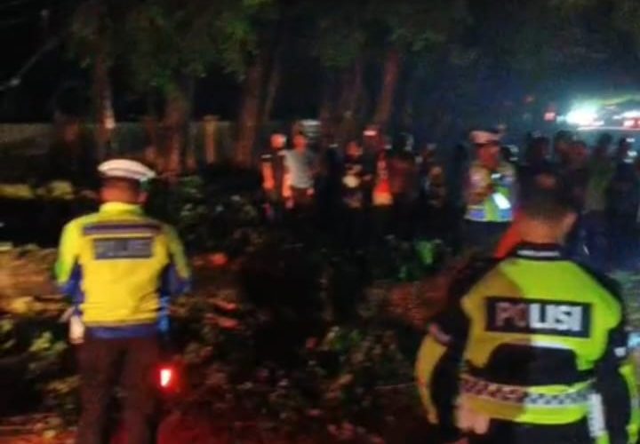 Langkah Cepat Satlantas Polres Langkat Saat Pohon Tumbang Lumpuhkan Jalan