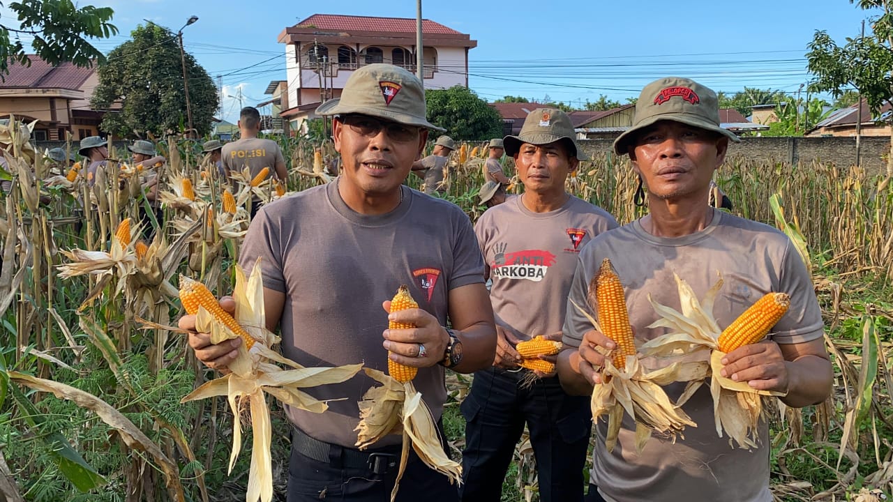 Brimob Sumut Panen 1,6 Ton Jagung di Tebing Tinggi, Bukti Nyata Komitmen Terhadap Ketahanan Pangan Nasional