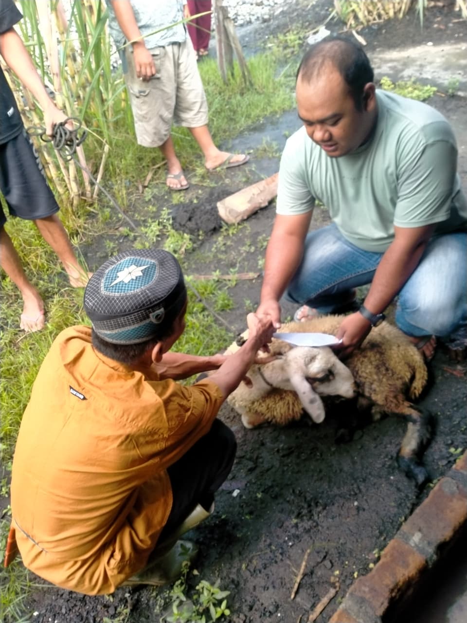 TOKOH PEMUDA SEKALIGUS PENGURUS DPC AKPERSI KABUPATEN SERDANG BEDAGAI BERBAGI DAGING QURBAN KEPADA MASYARAKAT.