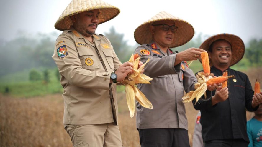 Bupati Pakpak Bharat Mengikuti Panen Raya Jagung Kuartal II Bersama Kepolisian Resort Pakpak Bharat.