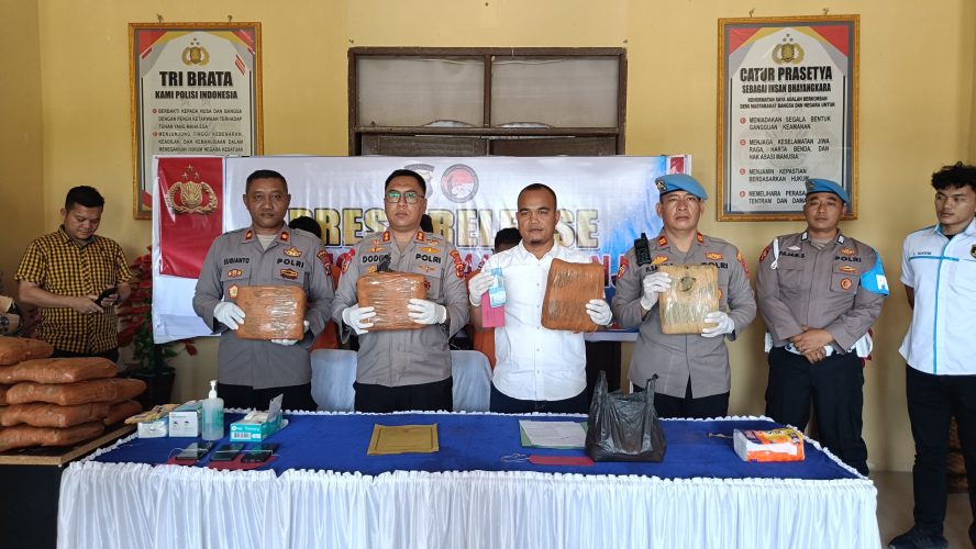 Polres Padang Lawas Pres Release Ungkap Kasus Narkotika Gol 1 jenis Tanaman Ganja Sebanyak 44 Kg