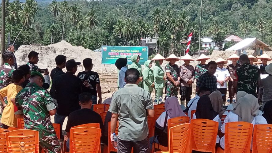 Bekas Galian Tambang Emas Ilegal Di Ubah Menjadi Areal Persawahan Di Kotanopan.