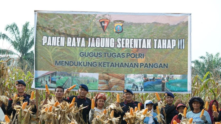 Brimob Polda Sumut Panen Raya Bersama Petani: Wujud Nyata Polri Dukung Ketahanan Pangan Nasional