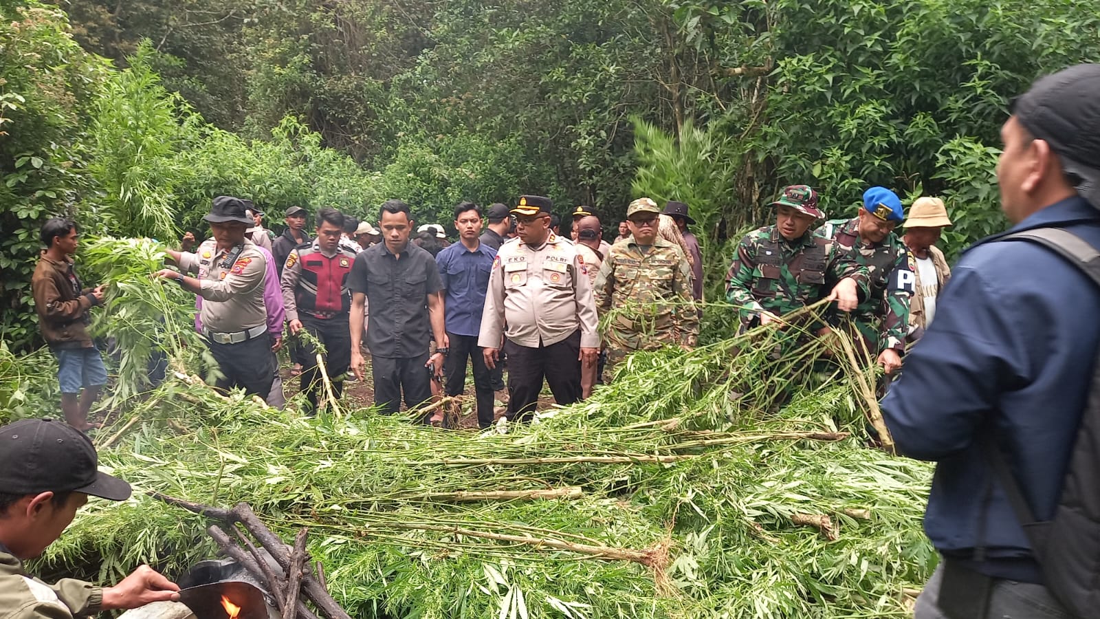 Polres Tanah Karo Bongkar Ladang Ganja Di Perbukitan Pancur Batu, 400 Batang Tanaman Dimusnahkan