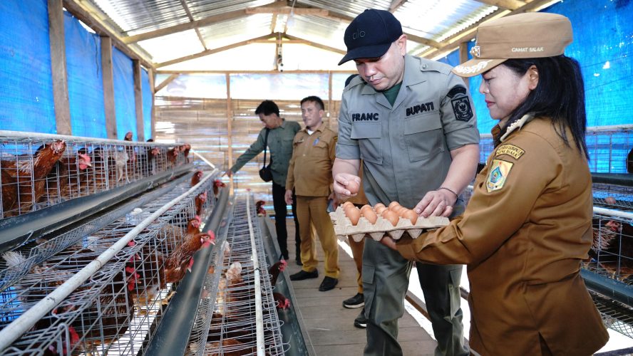 Peternakan Ayam BUMDes Salak II Rebbak Nduma Menghasilkan Telur Berkwalitas Baik