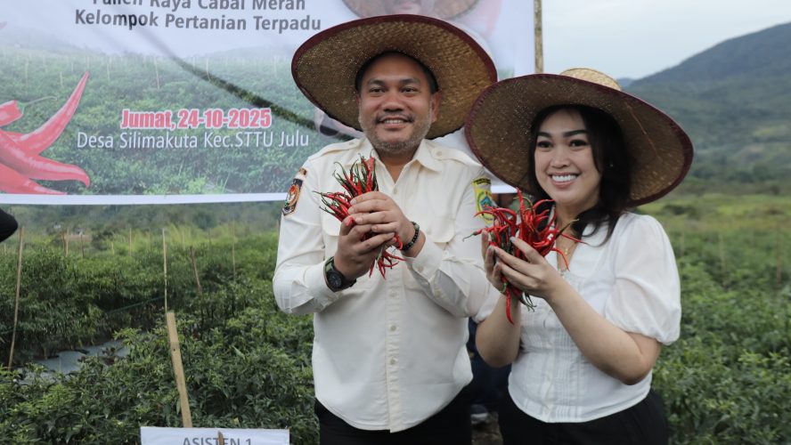 Bupati Pakpak Bharat Memetik Cabai Merah Dalam ” Panen Raya Serentak” di Kawasan Pertanian Terpadu