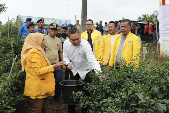 Bupati Pakpak Bharat Memetik Cabai Merah Milik Para Personil Satuan Polisi Pamong Praja di kawasan Perkantoran Indah Sindeka