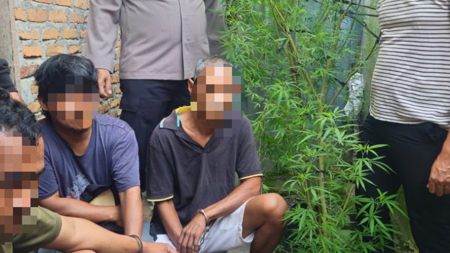 Personel Unit Reskrim Polsek Dolok Masihul Polres Sergai Amankan 3 Orang Pelaku, Bongkar Penanaman Ganja di Permukiman Warga