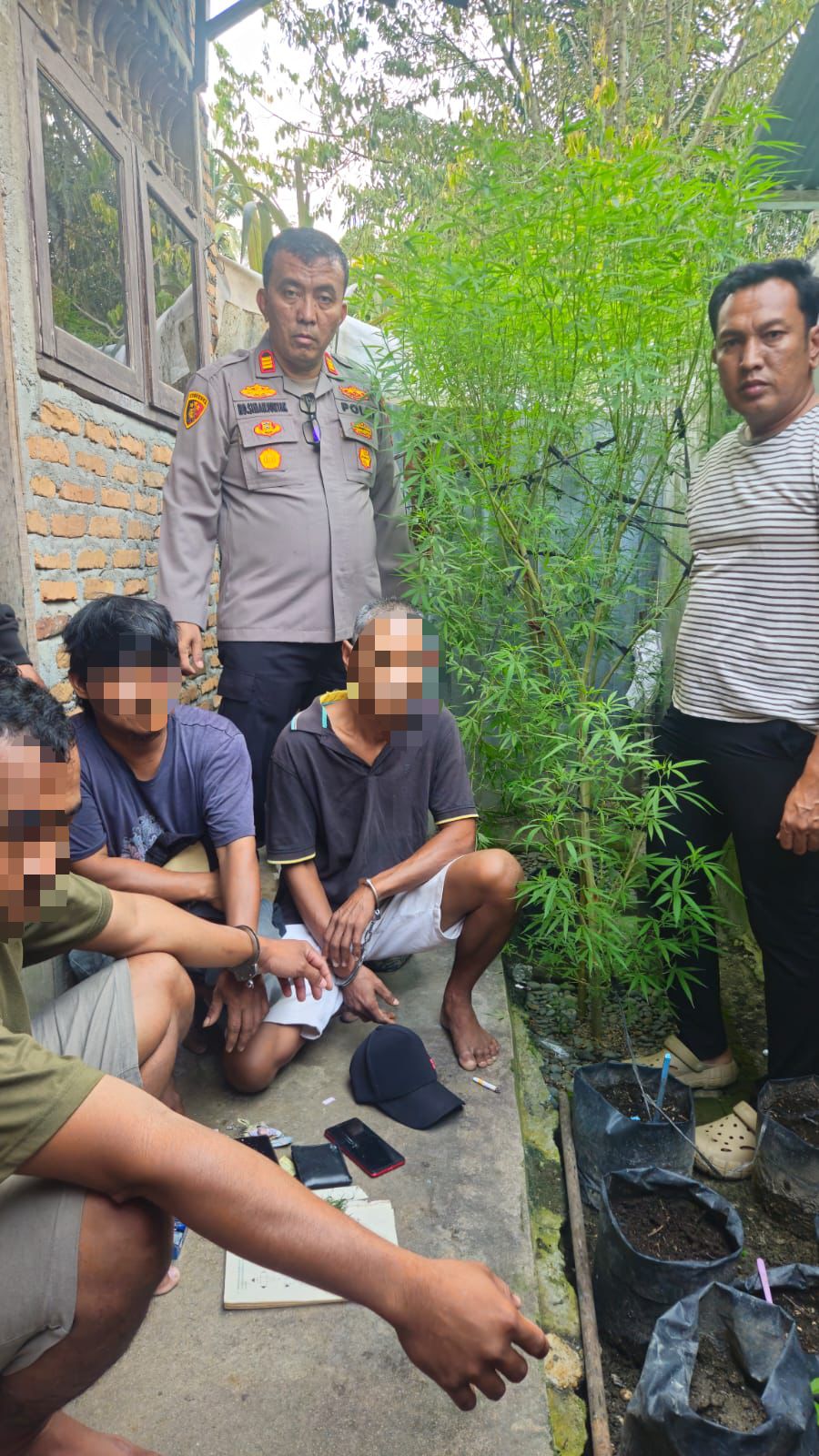 Personel Unit Reskrim Polsek Dolok Masihul Polres Sergai Amankan 3 Orang Pelaku, Bongkar Penanaman Ganja di Permukiman Warga