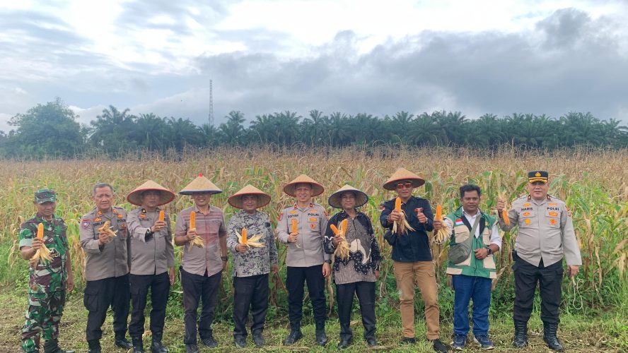 POLRES BINJAI PANEN RAYA JAGUNG SERENTAK KUARTAL IV