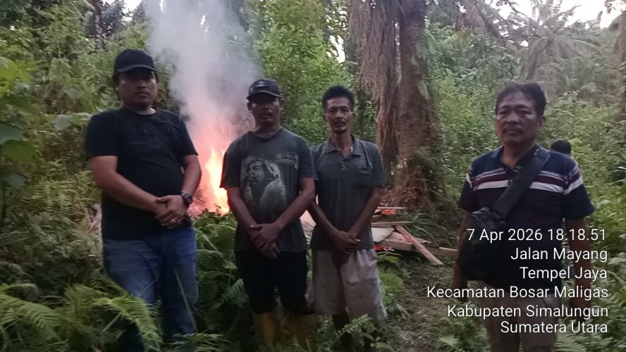 Polsek Bosar Maligas Nyatakan Perang Narkoba: Lapak Haram Di Perladangan Nagori Boluk Digerebek Dan Dibakar Rata Dengan Tanah!