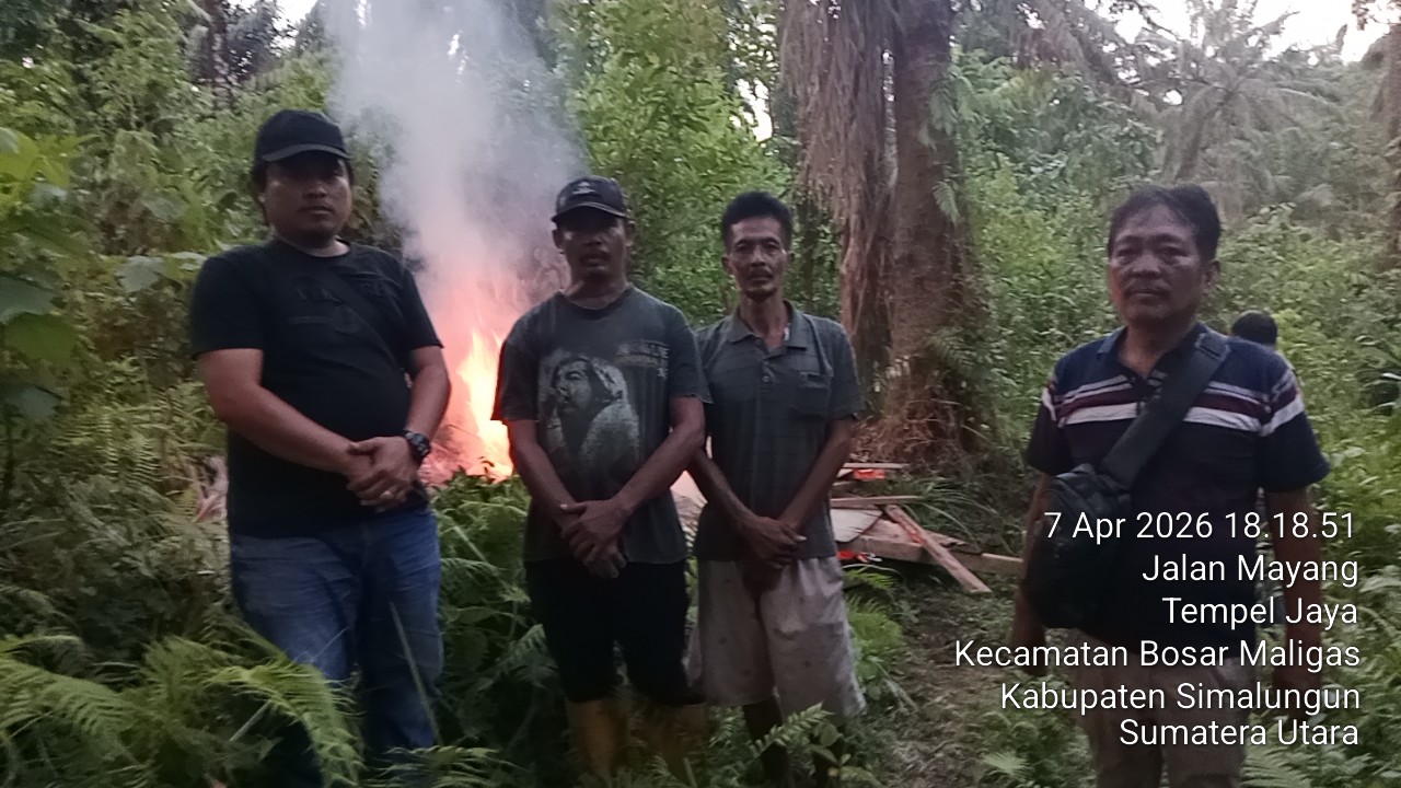 Polsek Bosar Maligas Nyatakan Perang Narkoba: Lapak Haram Di Perladangan Nagori Boluk Digerebek Dan Dibakar Rata Dengan Tanah!