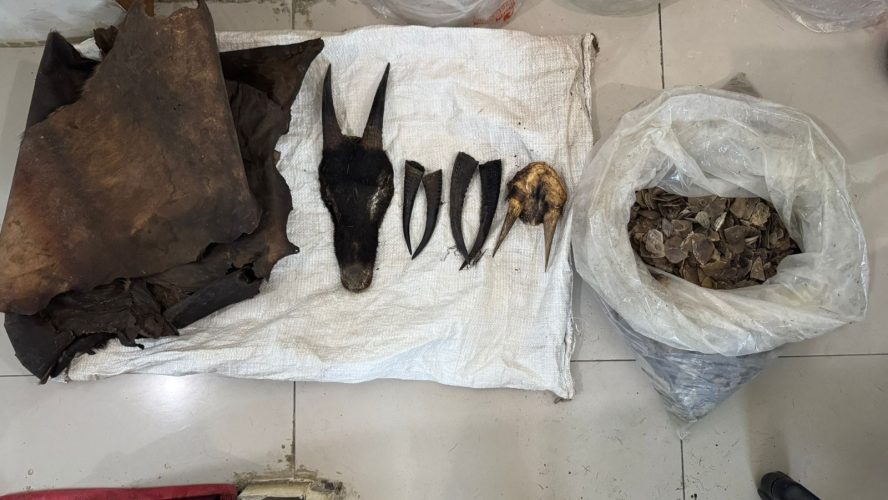 Perdagangan Ilegal Satwa Dilindungi Digagalkan Di Sipirok, Polisi Amankan Sisik Trenggiling Hingga Kulit Kijang