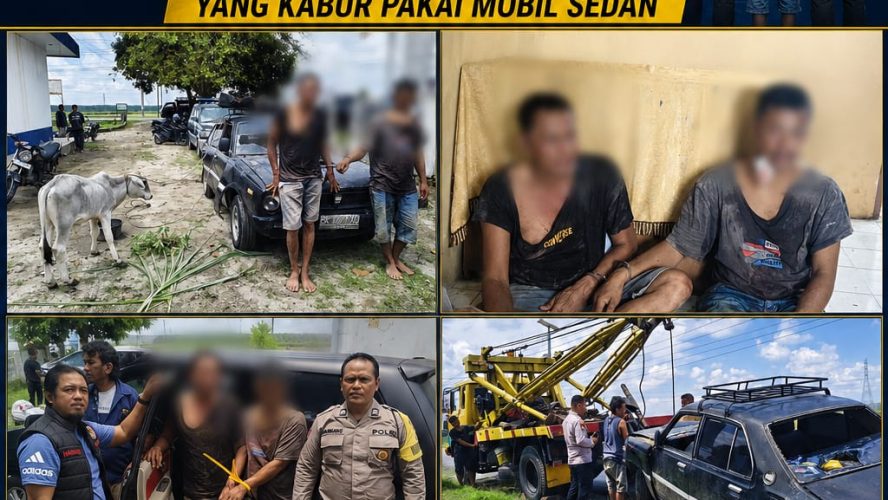 Warga Hubungi 110, Dua Pencuri Anak Lembu Di Simalungun Dibekuk Usai Kabur Pakai Sedan Dan Tabrak Pemotor