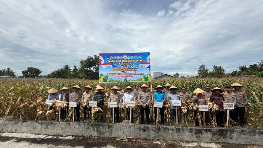 Sinergi Jaga Pangan, Polres Sergai Gelar Panen Raya Jagung Dan Sukseskan Program Ketahanan Pangan Polri