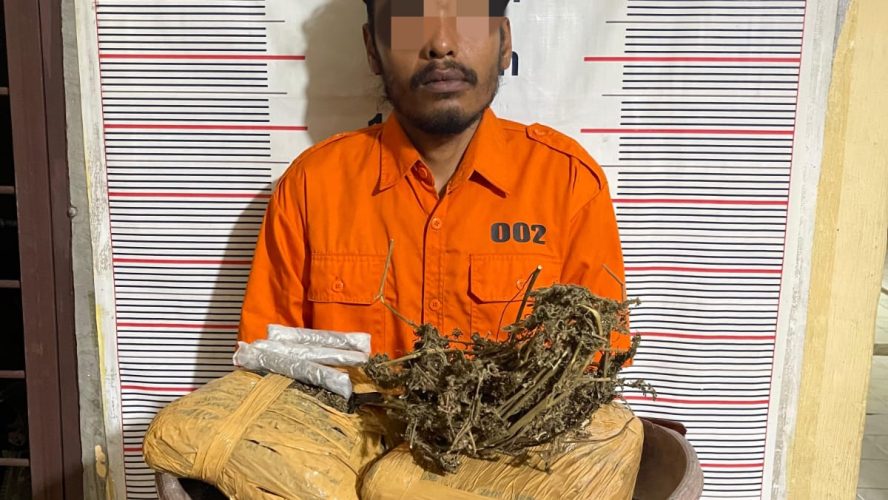 Polsek Bahorok Gagalkan Peredaran 2 Kilogram Ganja Di Bukit Lawang, Seorang Pria Diamankan