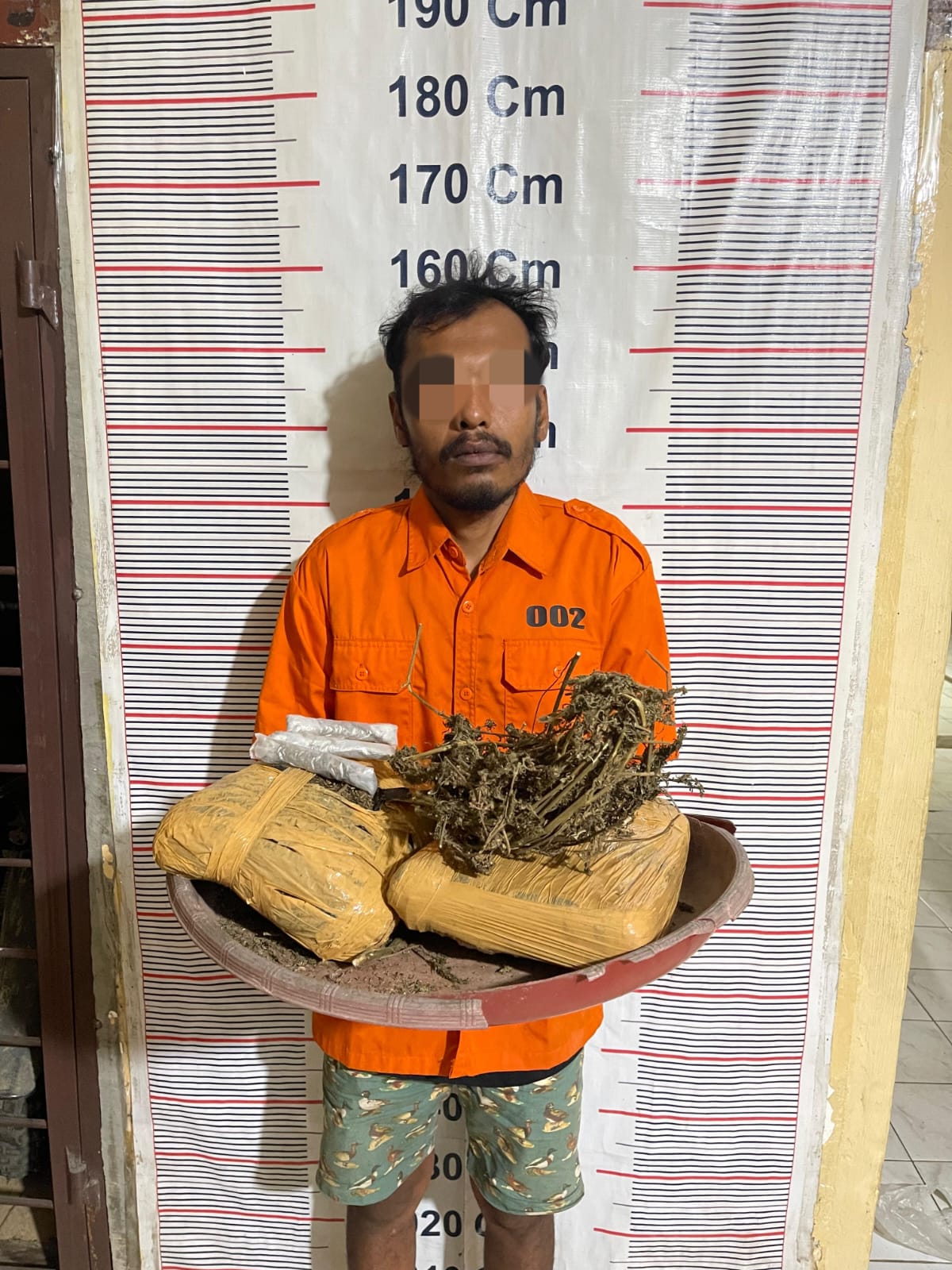 Polsek Bahorok Gagalkan Peredaran 2 Kilogram Ganja Di Bukit Lawang, Seorang Pria Diamankan