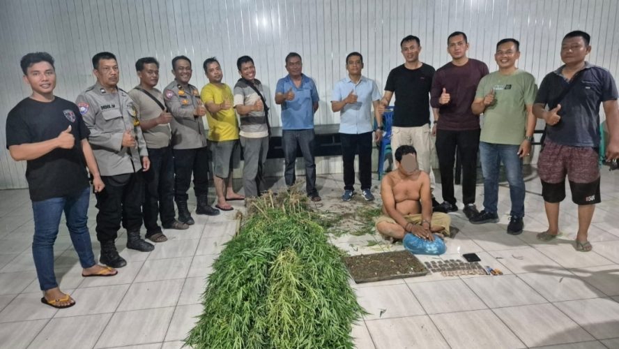 Tanam Ganja Di Balik Tembok, Pria di Tanjung Morawa Diciduk Polisi! 40 Batang Setinggi 2 Meter Disita