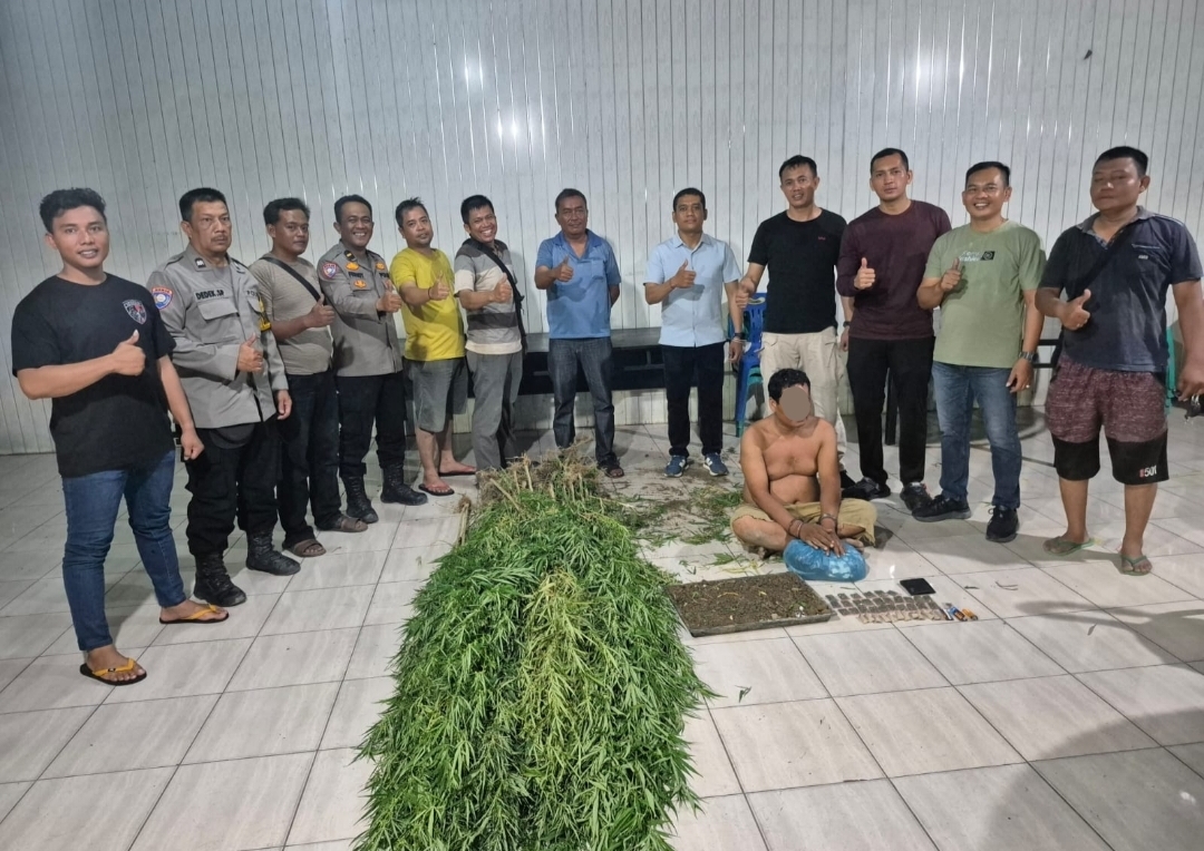 Tanam Ganja Di Balik Tembok, Pria di Tanjung Morawa Diciduk Polisi! 40 Batang Setinggi 2 Meter Disita
