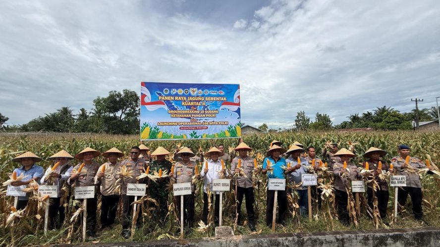 Sinergi Jaga Pangan, Polres Sergai Gelar Panen Raya Jagung Dan Sukseskan Program Ketahanan Pangan Polri