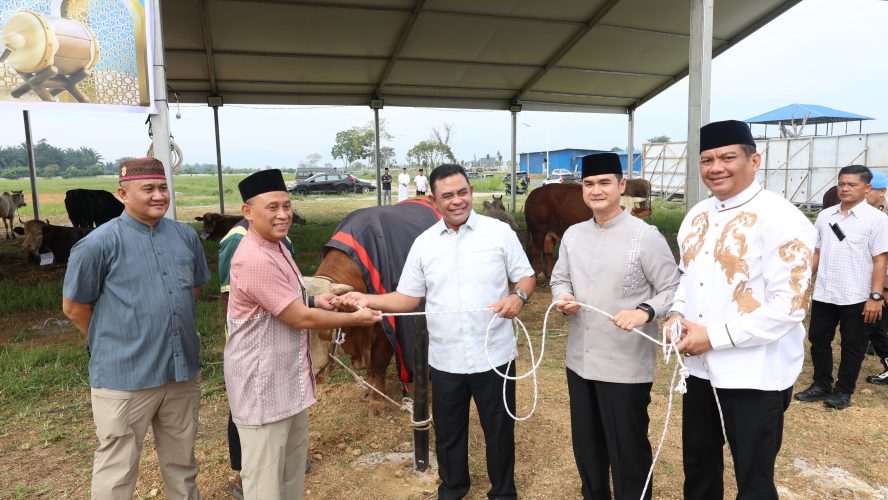 Polda Sumut Sembelih 31 Ekor Sapi Di Hari Raya Idul Adha & Dibagikan Dalam 4.976 Paket, Sapi Kurban Kapolda Berbobot 1 Ton
