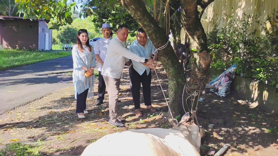 Hari Raya Idul Adha 1447 H, Polres Binjai Sembelih 7 Ekor Sapi Dan 3 Ekor Kambing