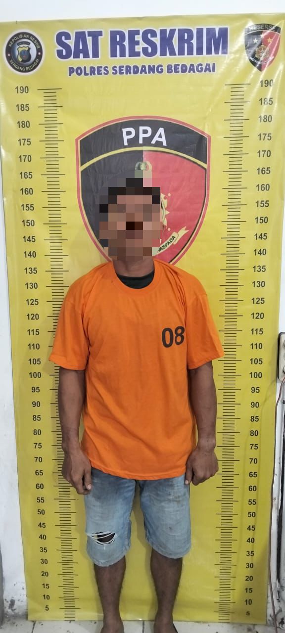 Sempat Buron, Polres Sergai Berhasil Amankan Pelaku Pencabulan Anak di Sergai saat Lansir Sawit